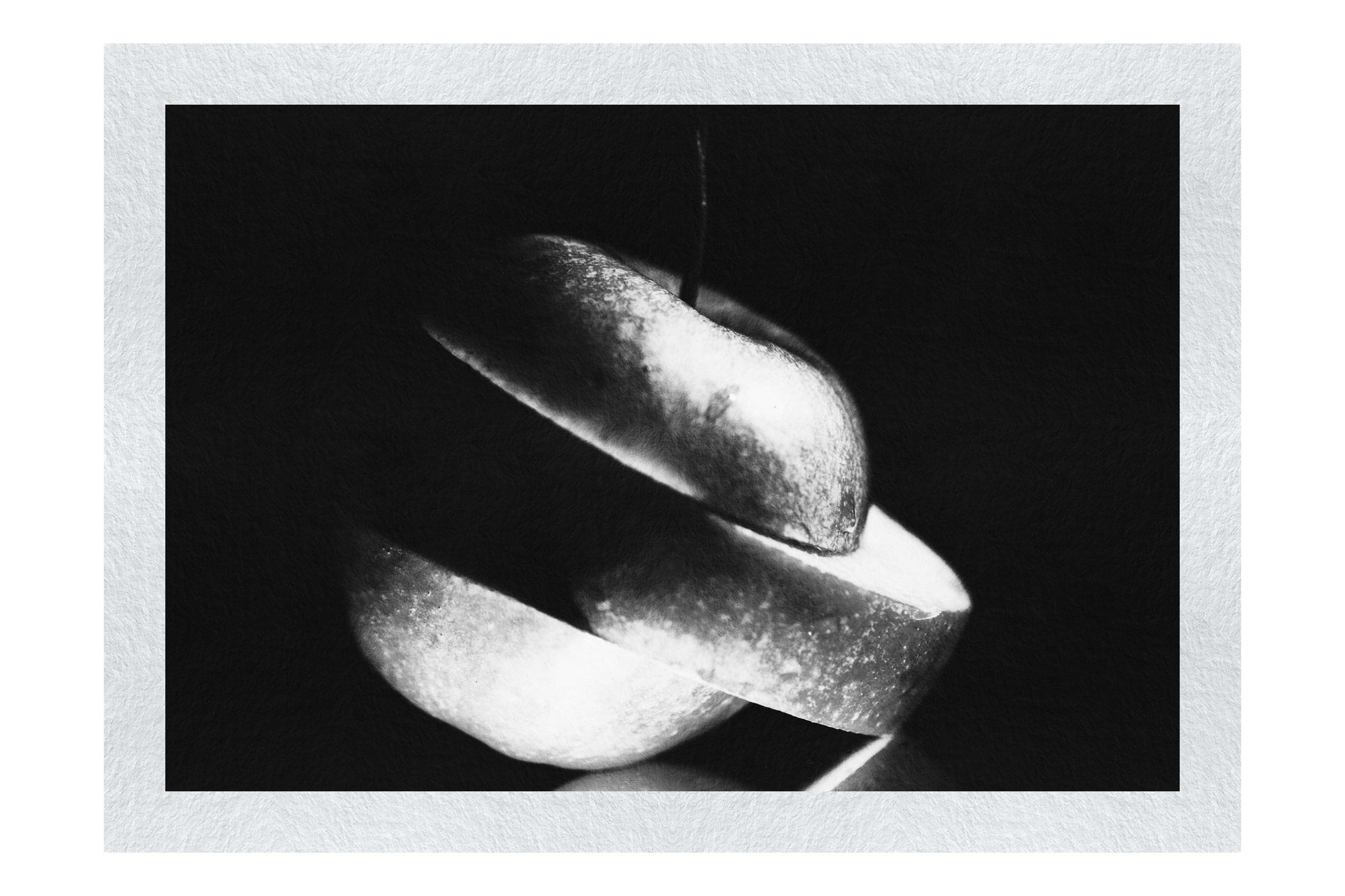 Verdant Spiral Apple Slice - Monochrome Fine Art Print - Food Art Category