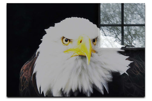 American Bald Eagle Front Profile - Acrylic Print - Wildlife Category