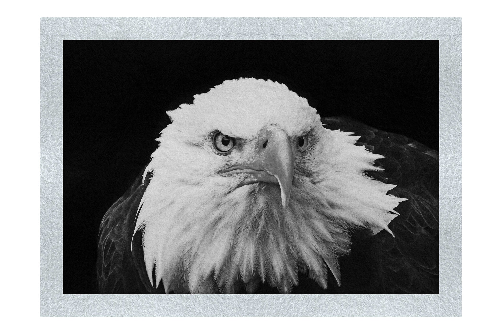 American Bald Eagle Front Profile - Monochrome Fine Art Print - Wildlife Category