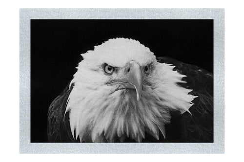 American Bald Eagle Front Profile - Monochrome Fine Art Print - Wildlife Category
