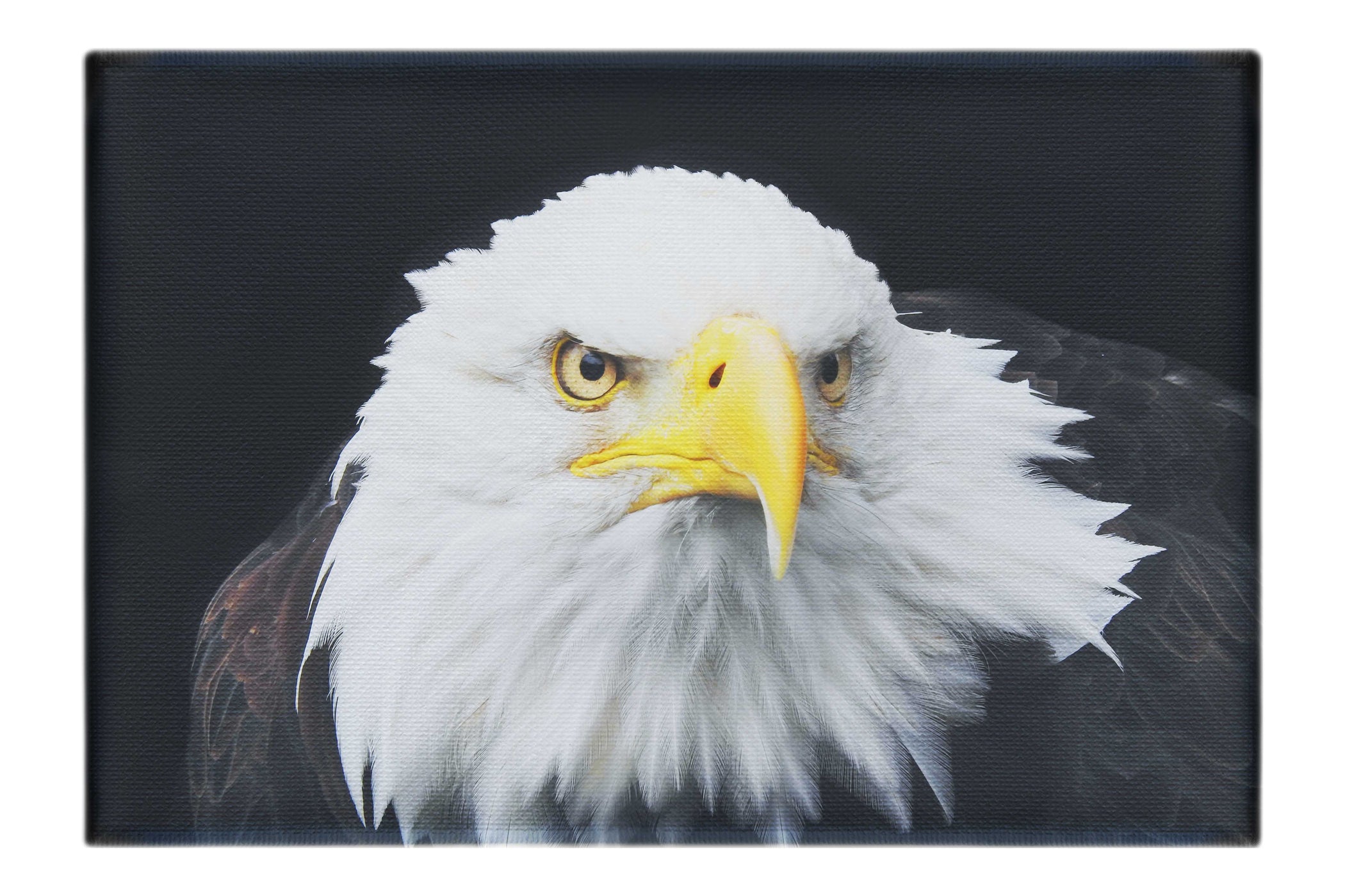 American Bald Eagle Front Profile - Canvas Print - Wildlife Category