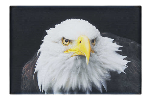 American Bald Eagle Front Profile - Canvas Print - Wildlife Category