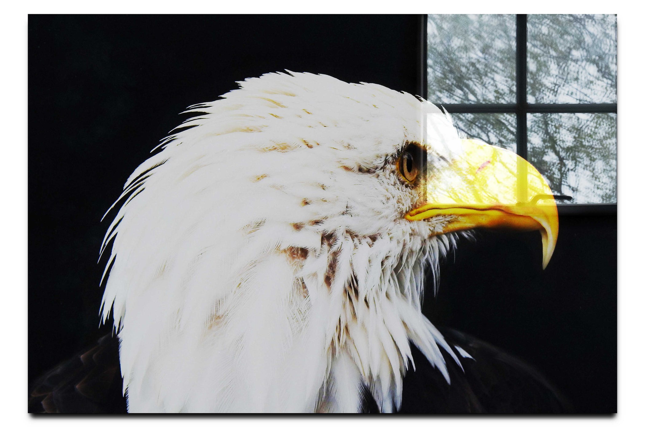 American Bald Eagle Right Side Profile - Acrylic Print - Wildlife Category