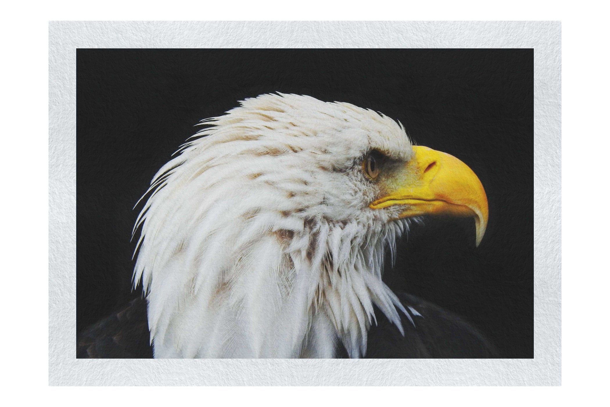 American Bald Eagle Right Side Profile - Fine Art Print - Wildlife Category