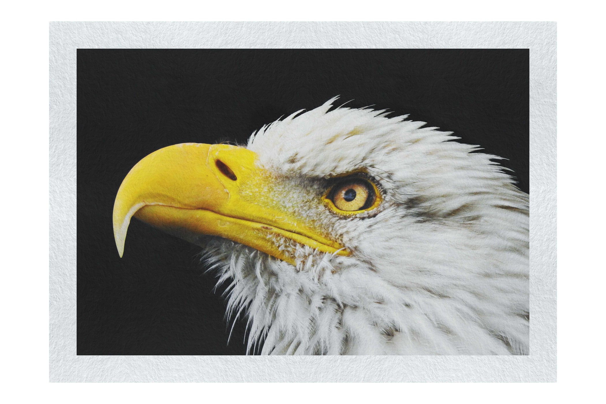 American Bald Eagle Side Profile - Fine Art Print - Wildlife Category