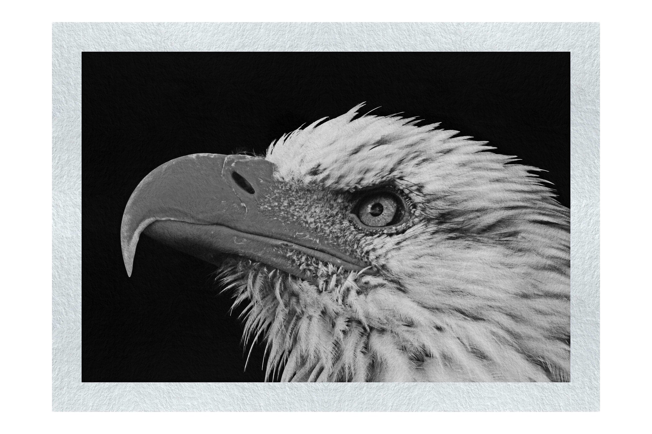 American Bald Eagle Side Profile - Monochrome Fine Art Print - Wildlife Category