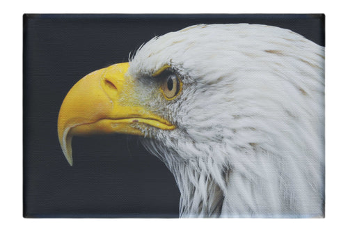American Bald Eagle Mid Call - Canvas Print - Wildlife Category