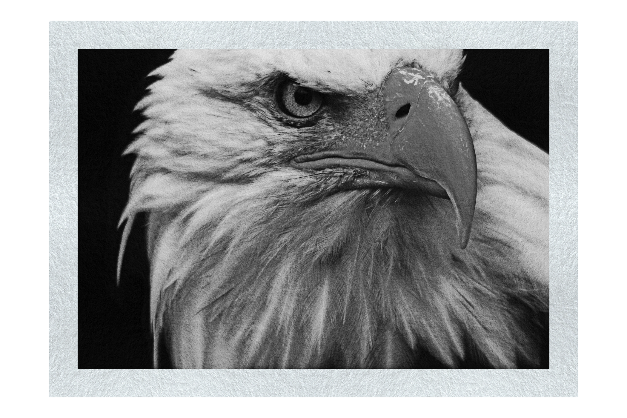 American Bald Eagle - Monochrome Fine Art Print - Wildlife Category