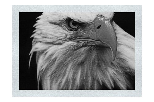 American Bald Eagle - Monochrome Fine Art Print - Wildlife Category