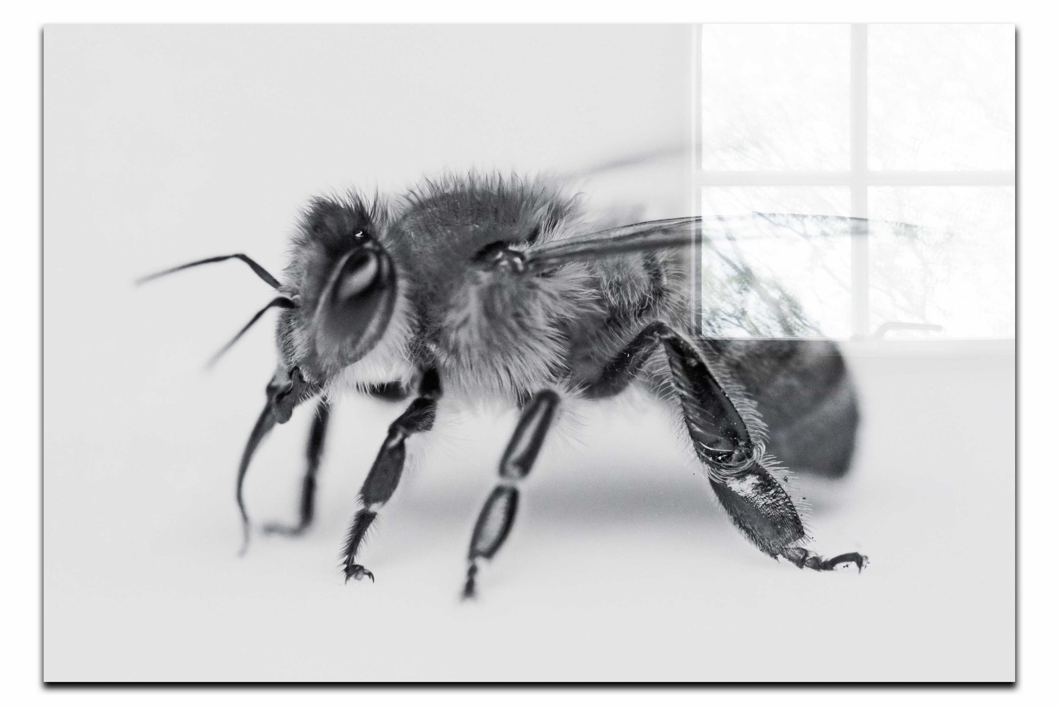 Bee in Monochrome White - Acrylic Print - Wildlife Category
