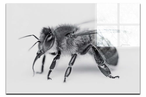 Bee in Monochrome White - Acrylic Print - Wildlife Category