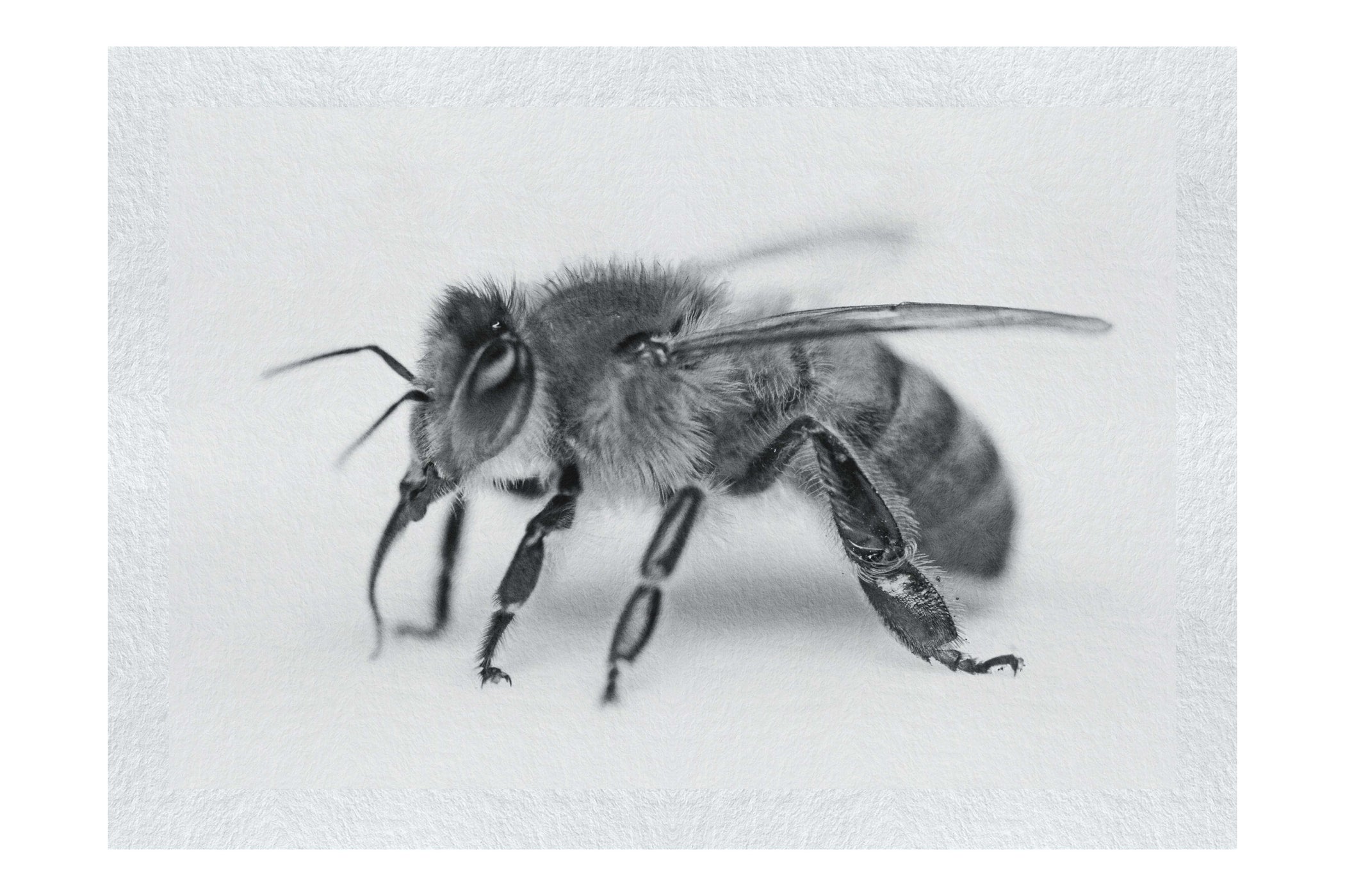 Bee in Monochrome White - Fine Art Print - Wildlife Category