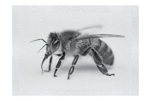 Bee in Monochrome White - Fine Art Print - Wildlife Category