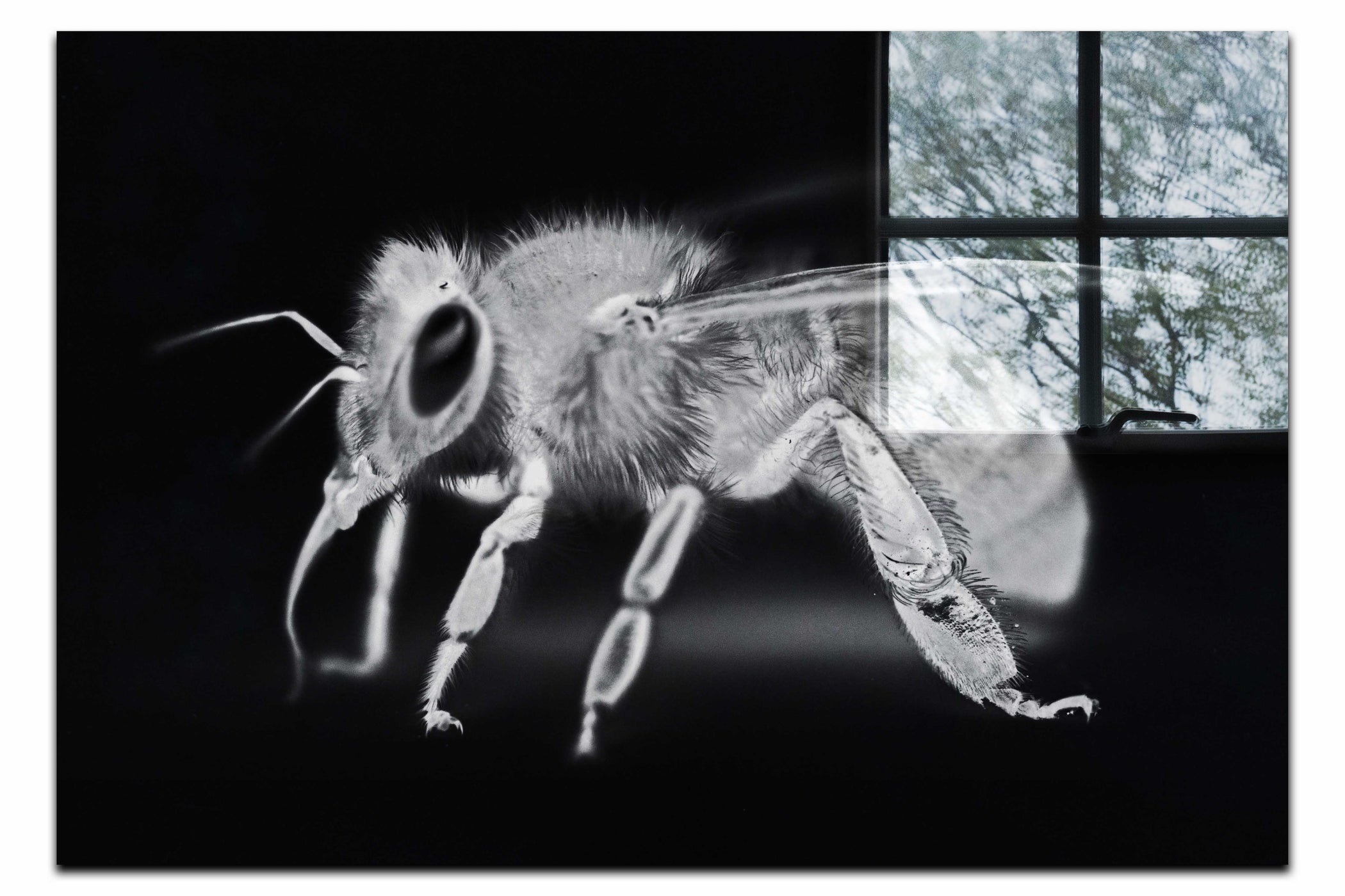 Bee in Monochrome Black - Acrylic Print - Wildlife Category