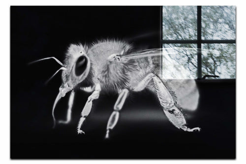 Bee in Monochrome Black - Acrylic Print - Wildlife Category