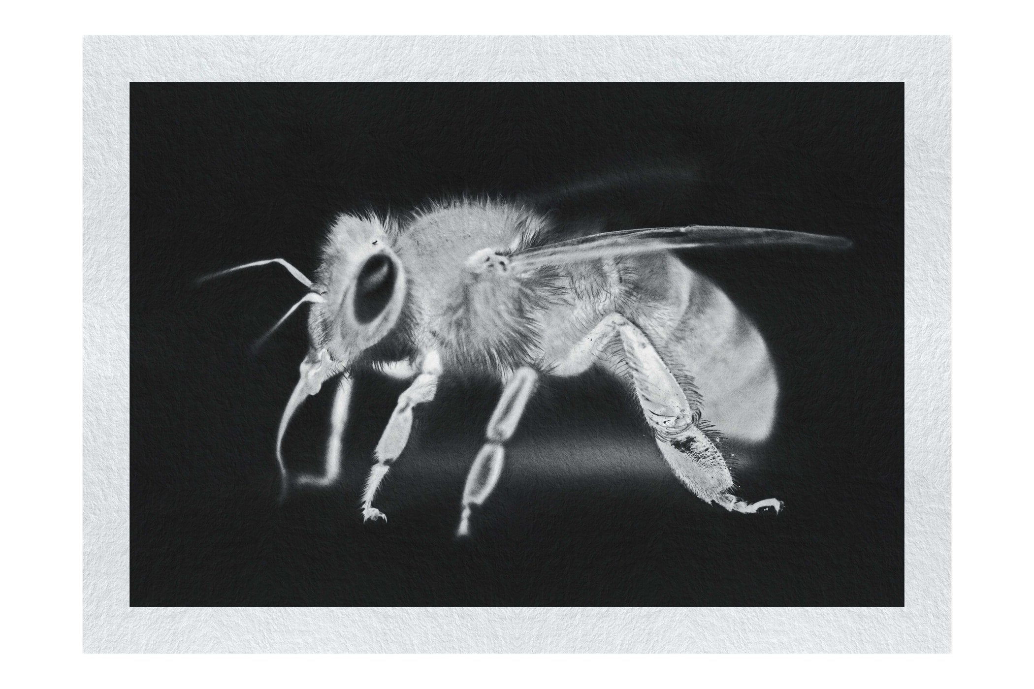Bee in Monochrome Black - Fine Art Print - Wildlife Category