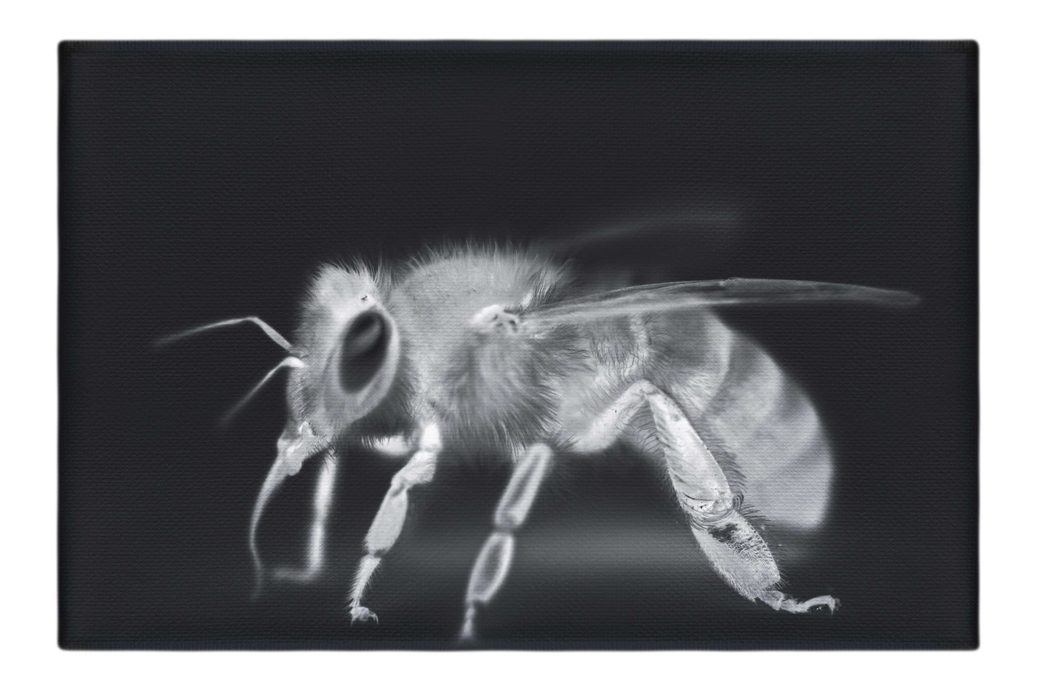 Bee in Monochrome Black - Canvas Print - Wildlife Category