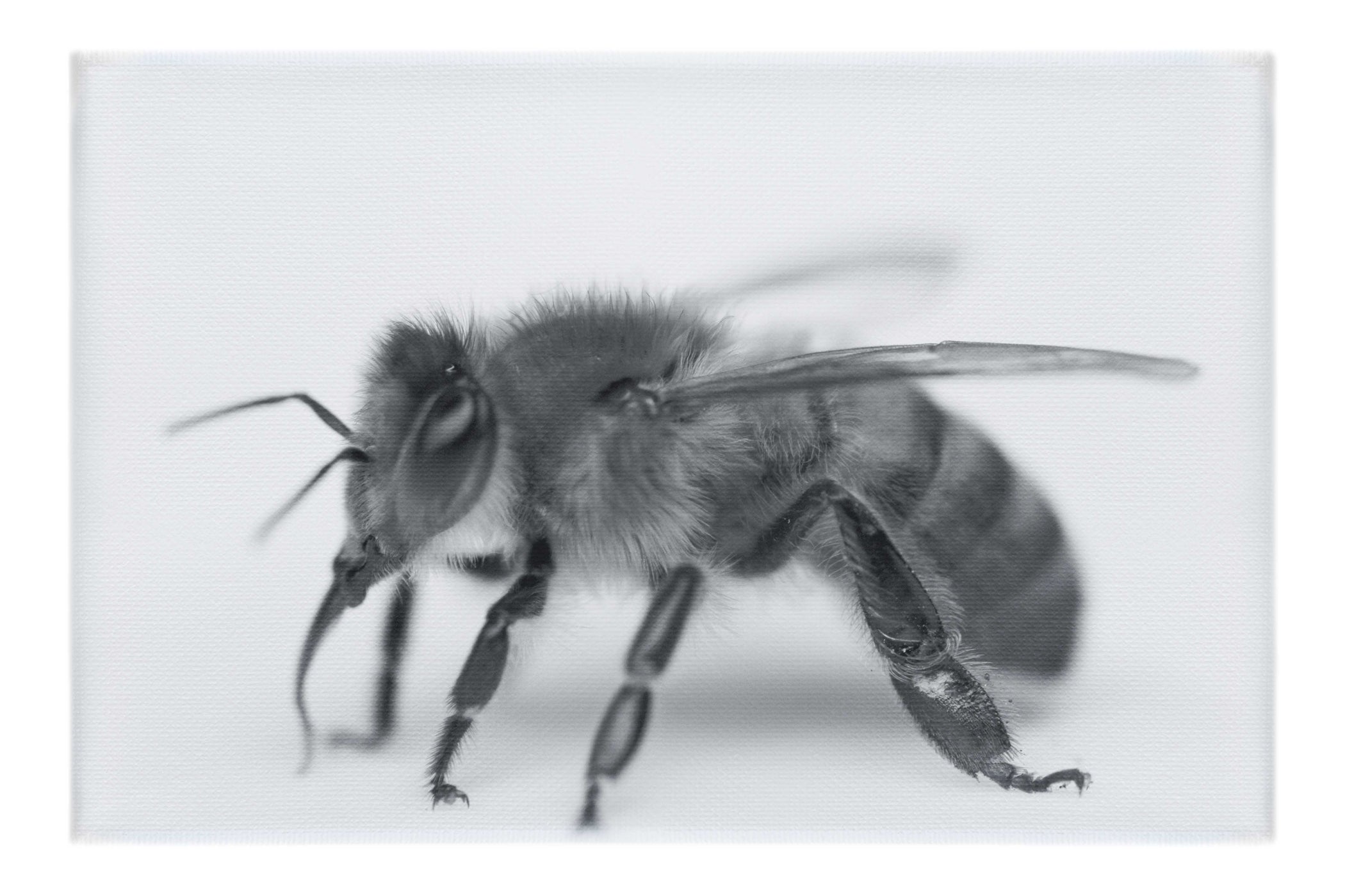Bee in Monochrome White - Canvas Print - Wildlife Category