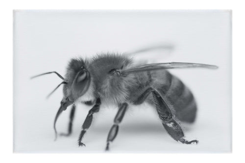 Bee in Monochrome White - Canvas Print - Wildlife Category