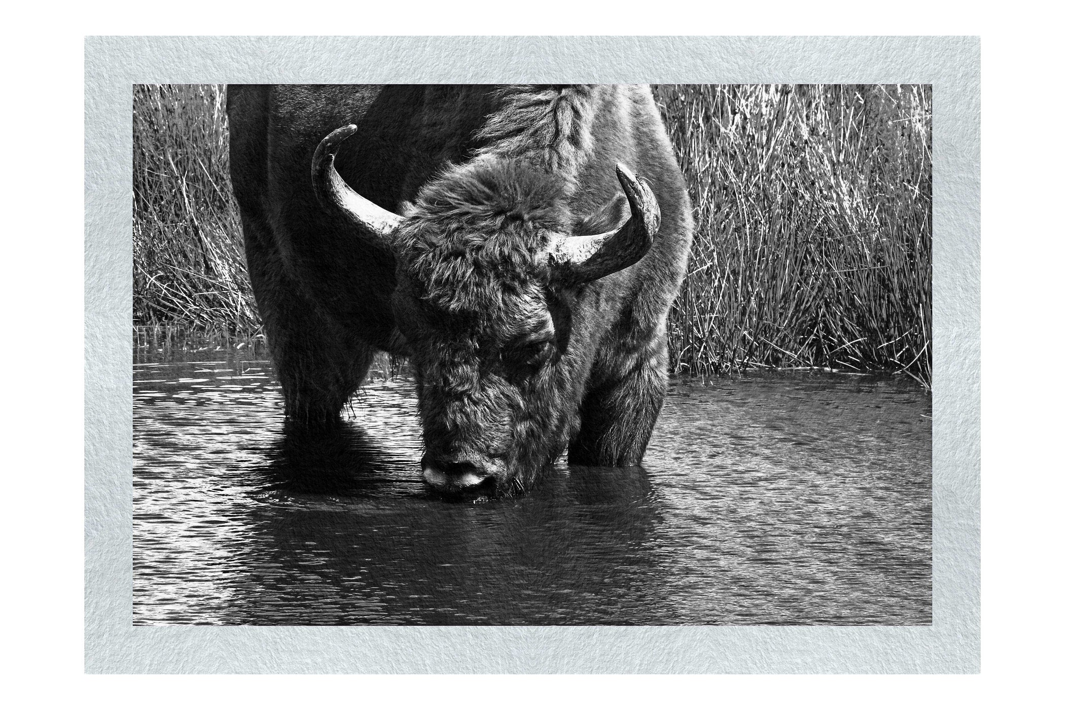 Bison At The Watering Hole II - Monochrome Fine Art Print - Wildlife Category