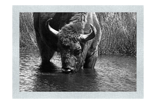 Bison At The Watering Hole II - Monochrome Fine Art Print - Wildlife Category
