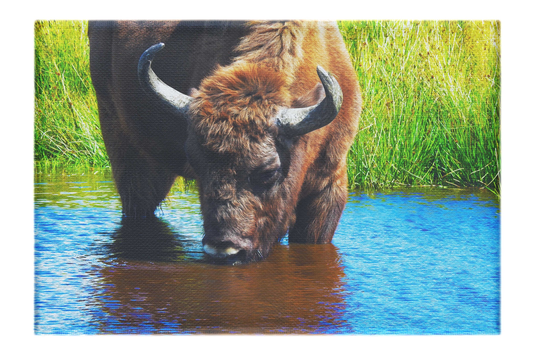 Bison At The Watering Hole II - Canvas Print - Wildlife Category