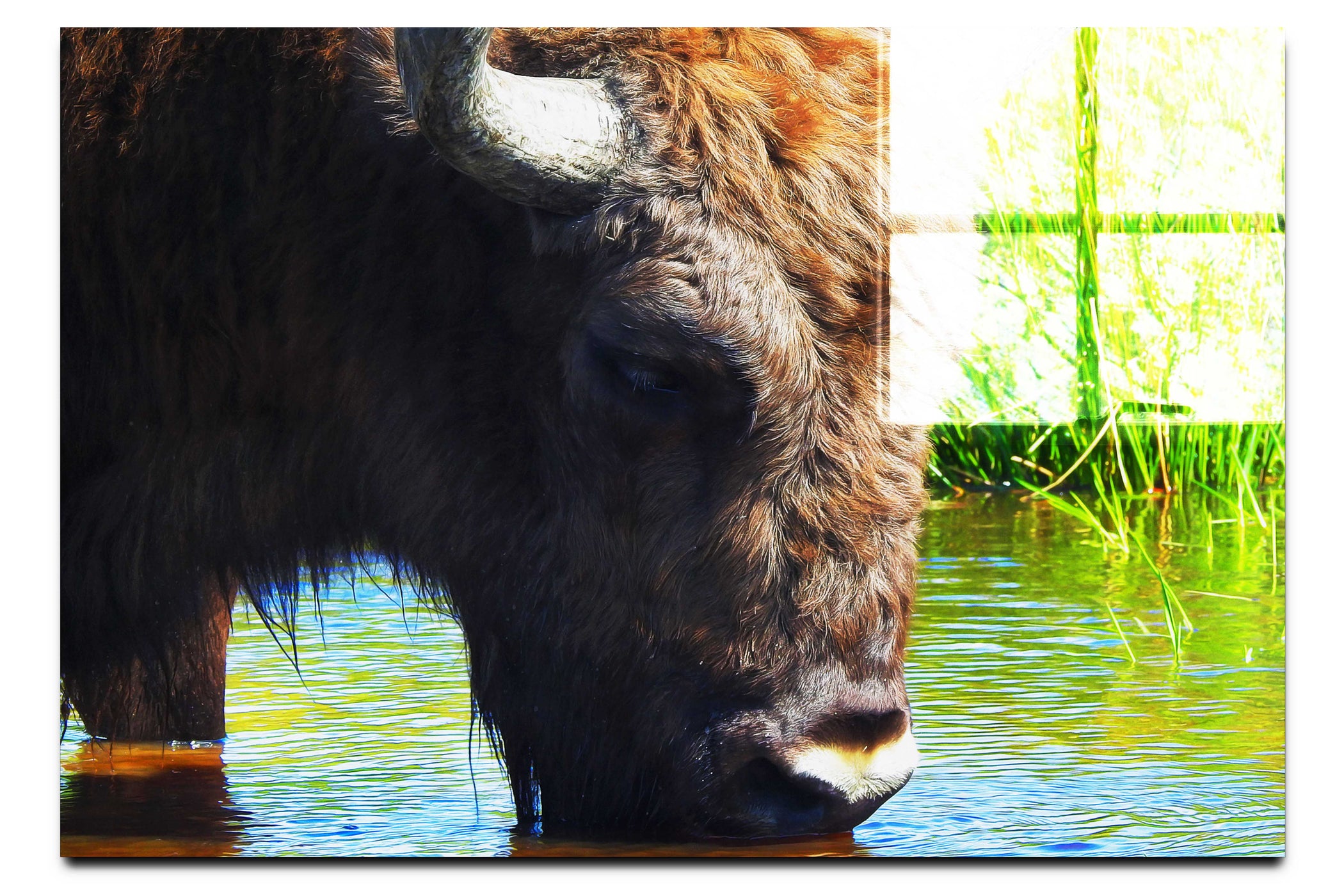 Bison At The Watering Hole - Acrylic Print - Wildlife Category