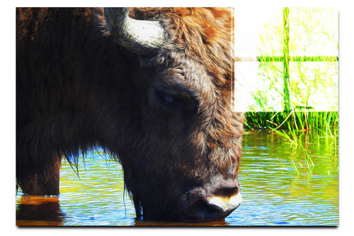 Bison At The Watering Hole - Acrylic Print - Wildlife Category