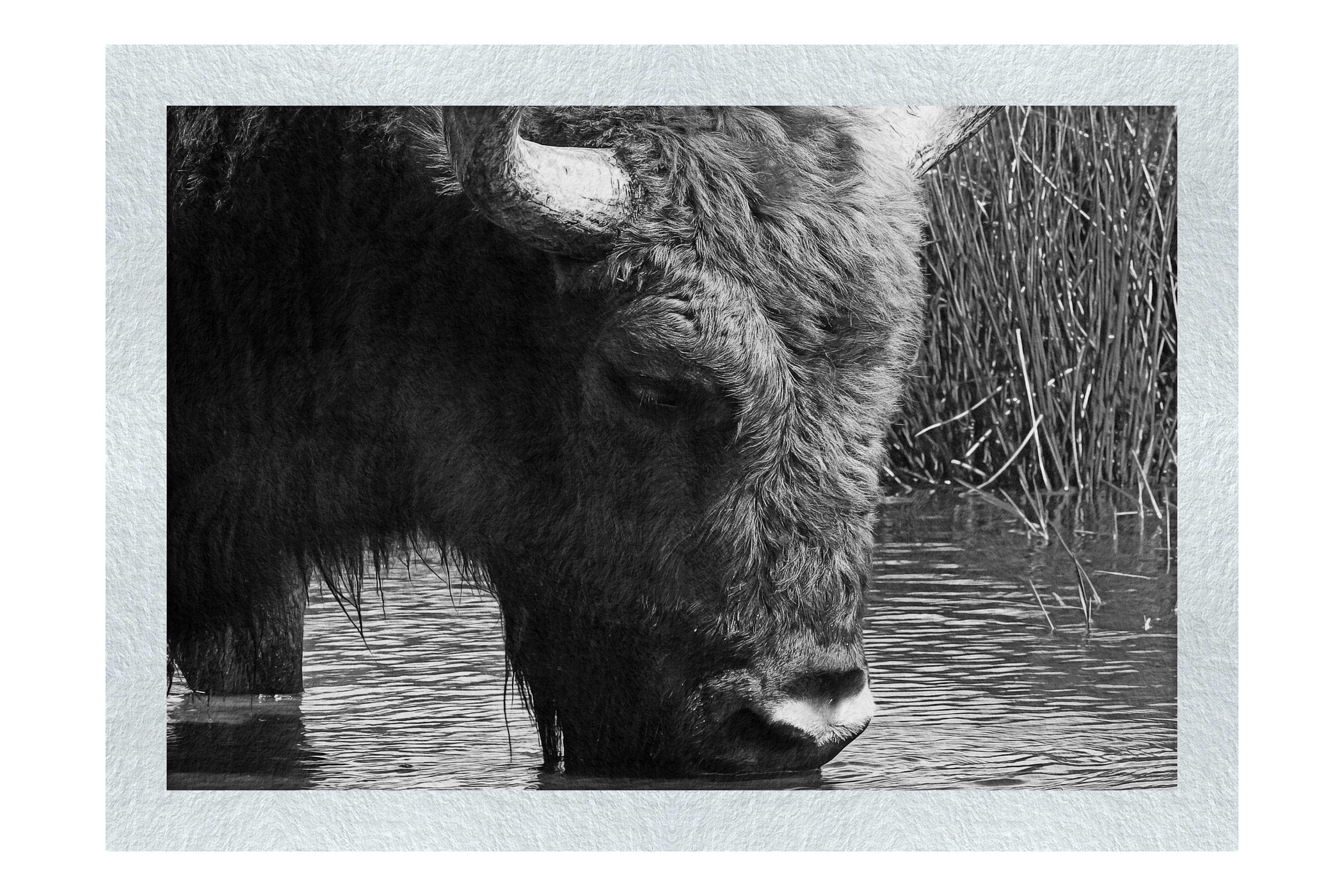 Bison At The Watering Hole - Monochrome Fine Art Print - Wildlife Category