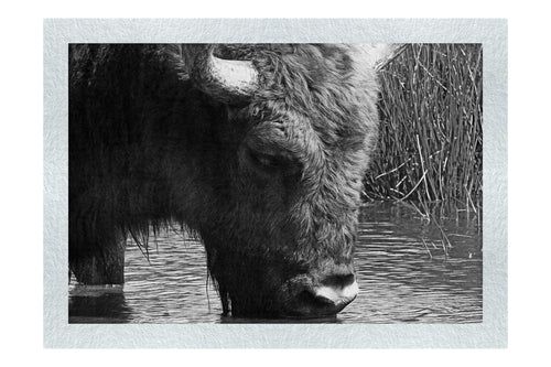 Bison At The Watering Hole - Monochrome Fine Art Print - Wildlife Category