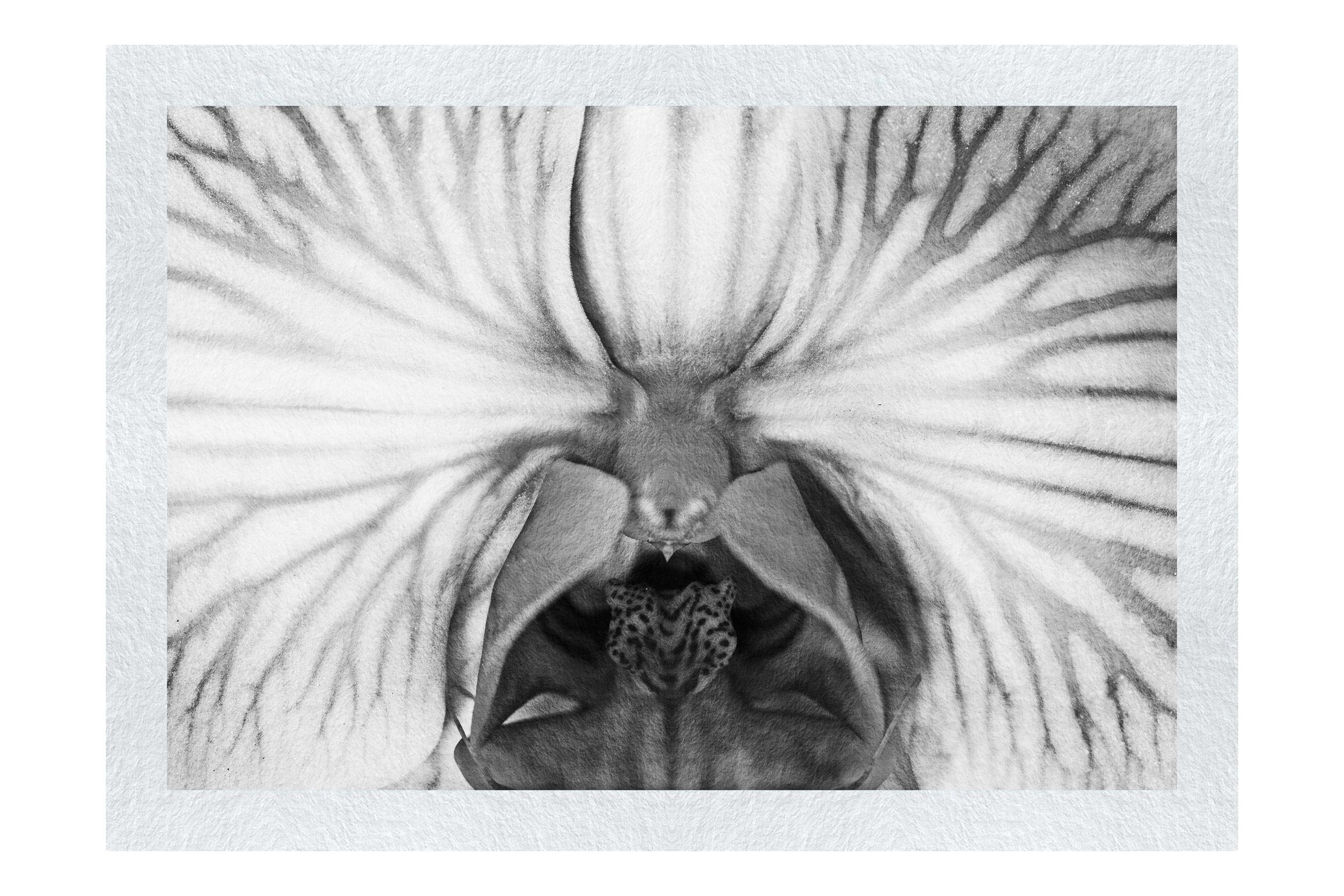Electric Orchid - Monochrome Fine Art Print - Flowers & Plants Category