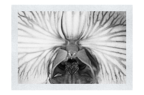 Electric Orchid - Monochrome Fine Art Print - Flowers & Plants Category