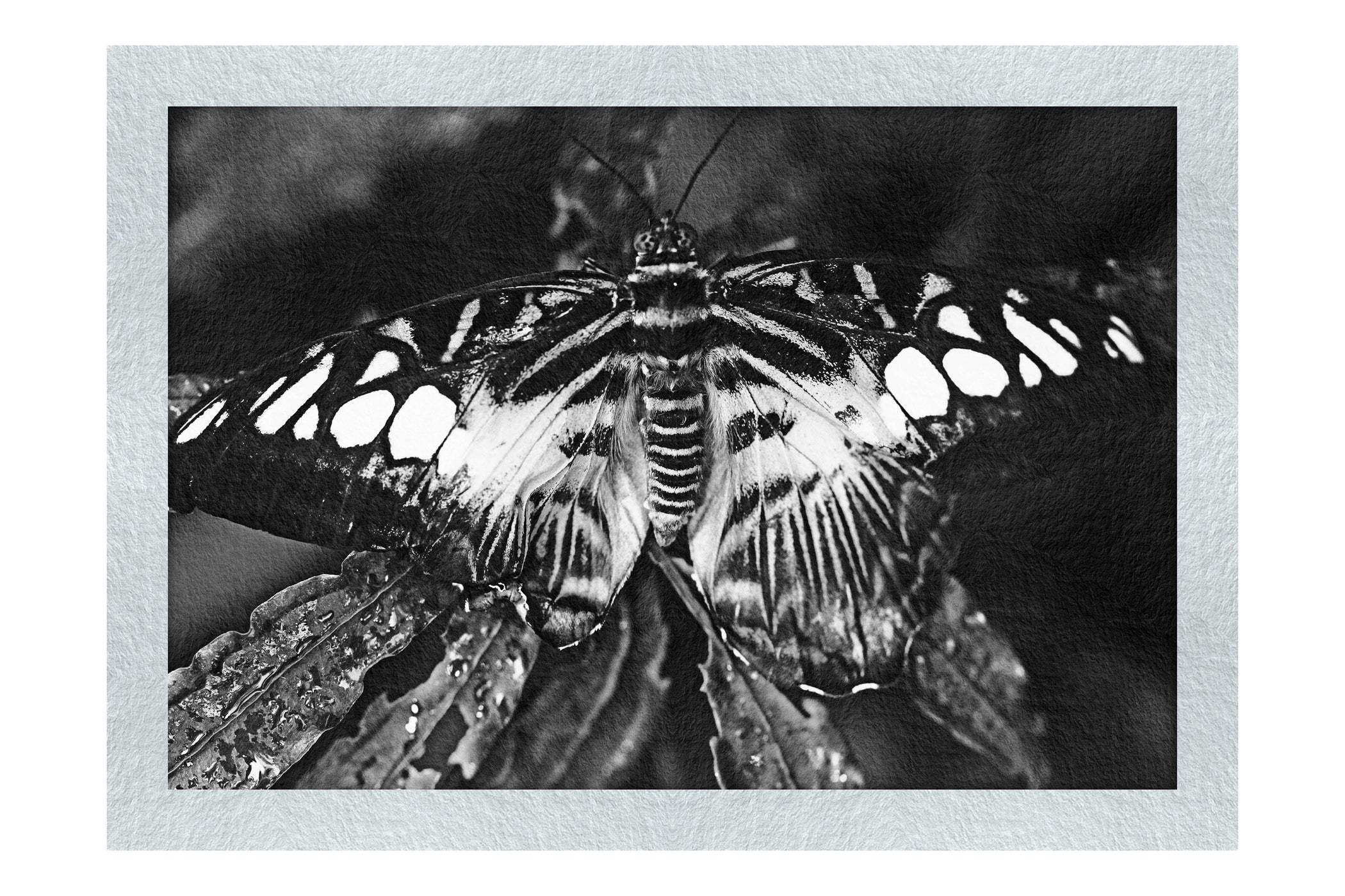Butterfly - Monochrome Fine Art Print - Wildlife Category