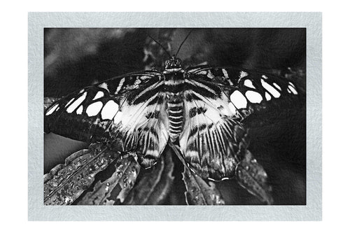 Butterfly - Monochrome Fine Art Print - Wildlife Category