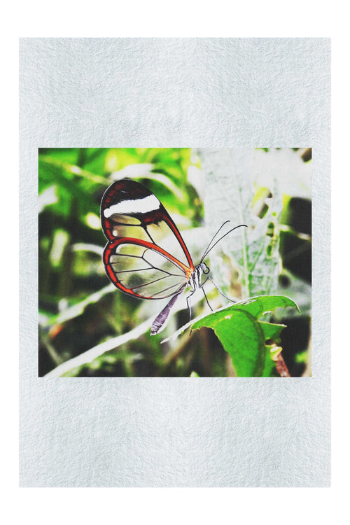Transparent Beauty: The Glass Wing Butterfly - Fine Art Print - Wildlife Category