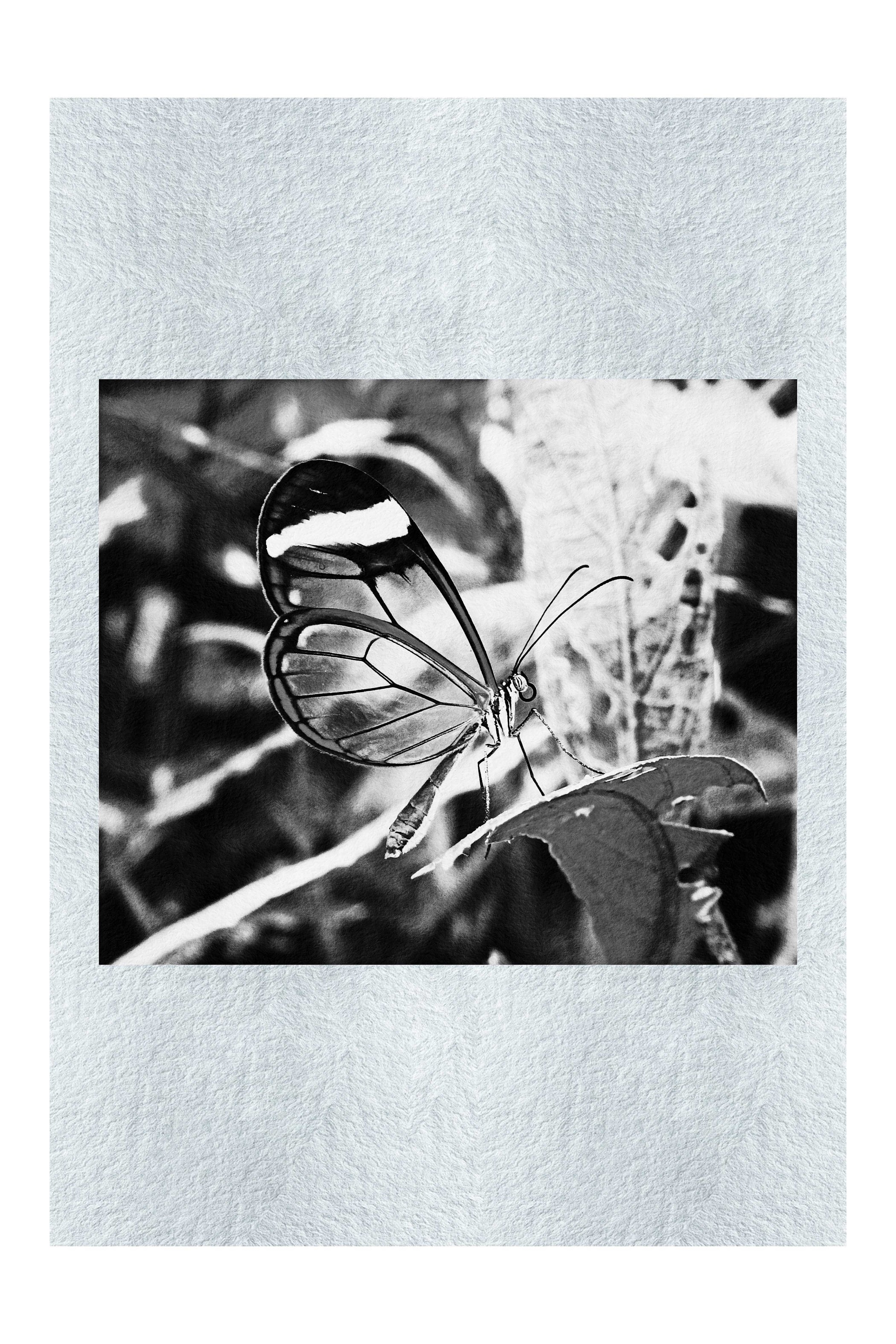 Transparent Beauty: The Glass Wing Butterfly - Monochrome Fine Art Print - Wildlife Category