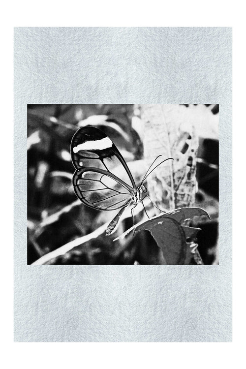 Transparent Beauty: The Glass Wing Butterfly - Monochrome Fine Art Print - Wildlife Category
