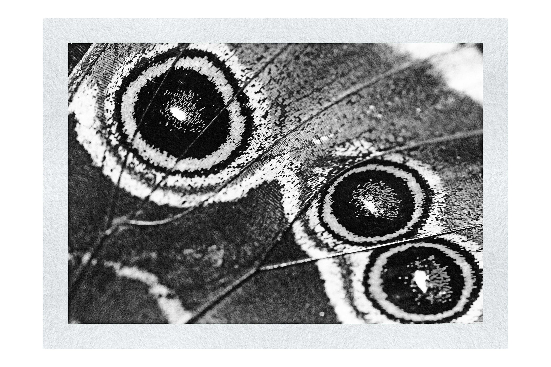 Butterfly Wing - Monochrome Fine Art Print - Rare Edition Category