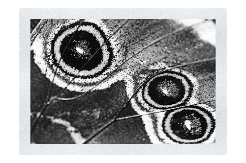 Butterfly Wing - Monochrome Fine Art Print - Rare Edition Category
