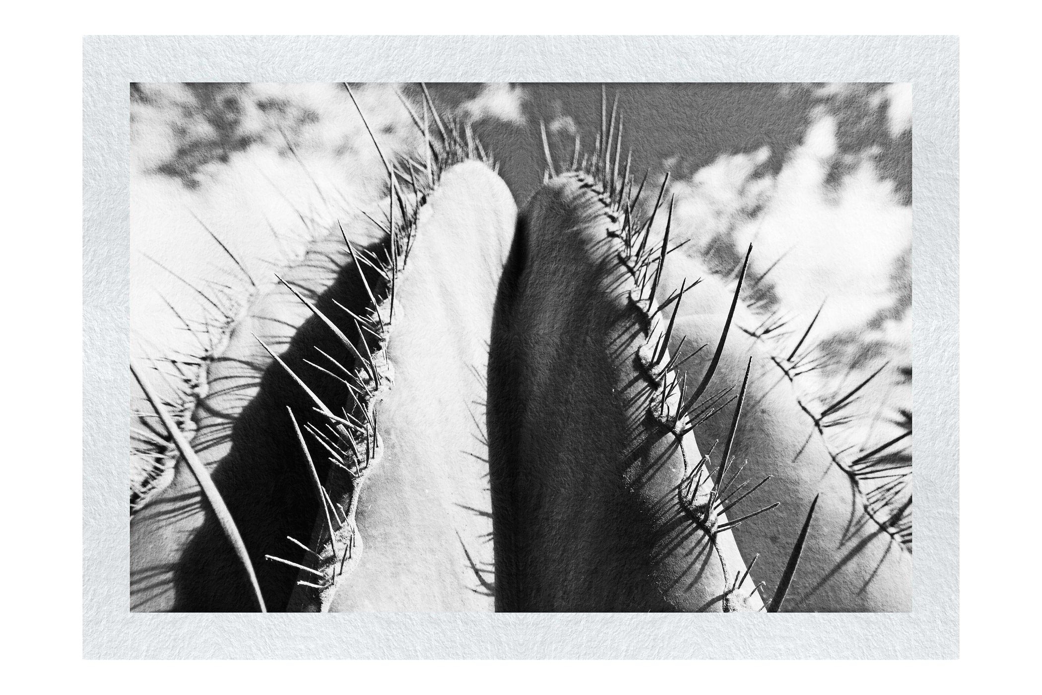 Cactus - Monochrome Fine Art Print - Flowers & Plants Category