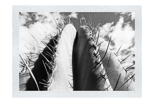 Cactus - Monochrome Fine Art Print - Flowers & Plants Category