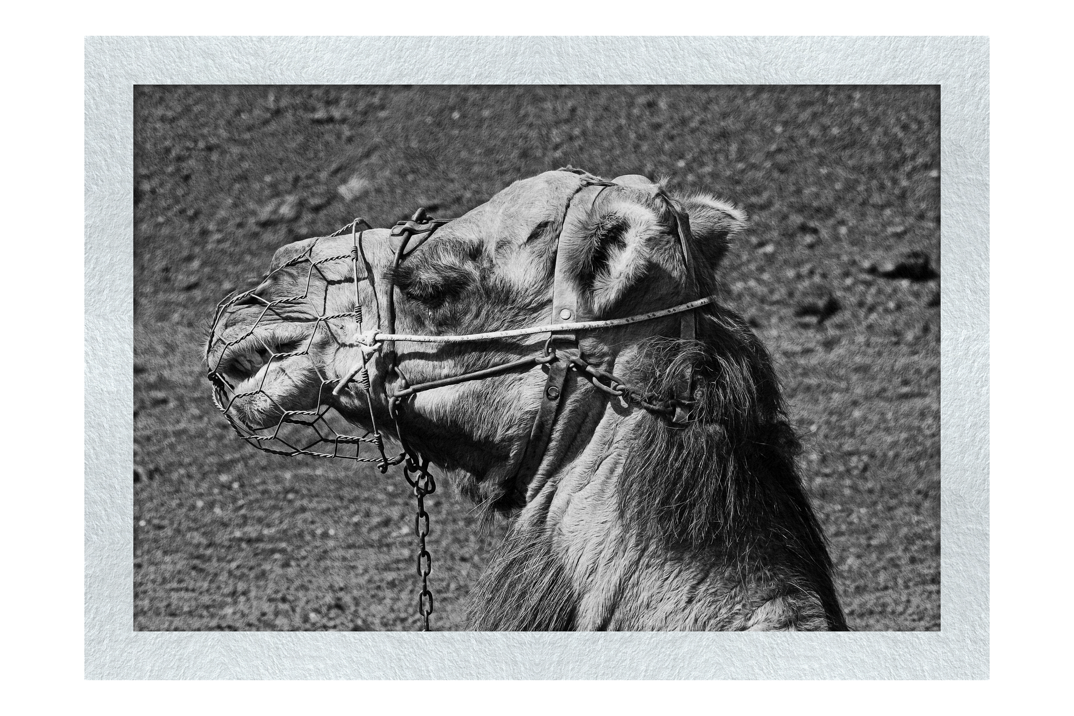 A Beast of Burden - Monochrome Fine Art Print - Wildlife Category