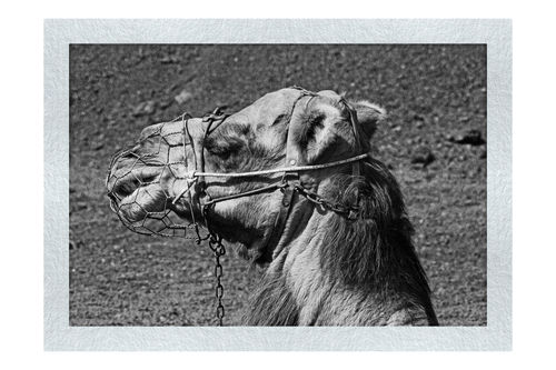 A Beast of Burden - Monochrome Fine Art Print - Wildlife Category