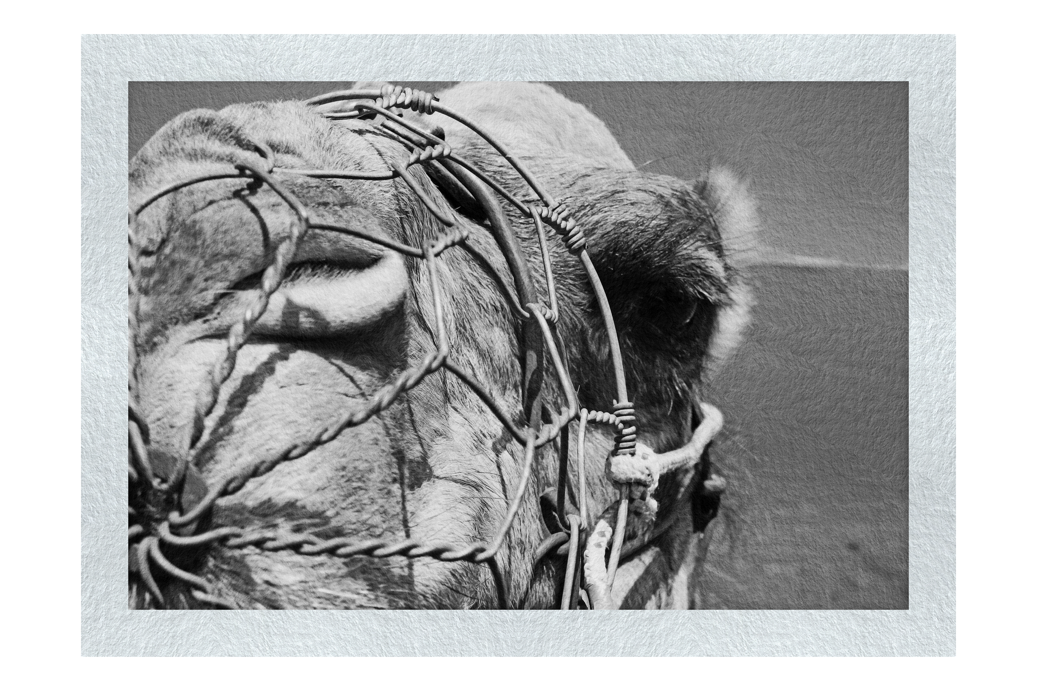 A Beast of Burden Close-up - Monochrome Fine Art Print - Wildlife Category