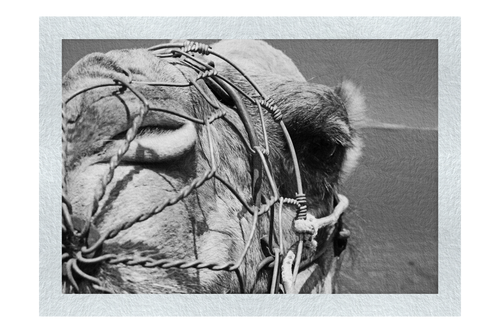 A Beast of Burden Close-up - Monochrome Fine Art Print - Wildlife Category