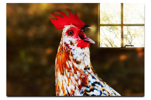 Surprised Hen - Acrylic Print - Wildlife Category