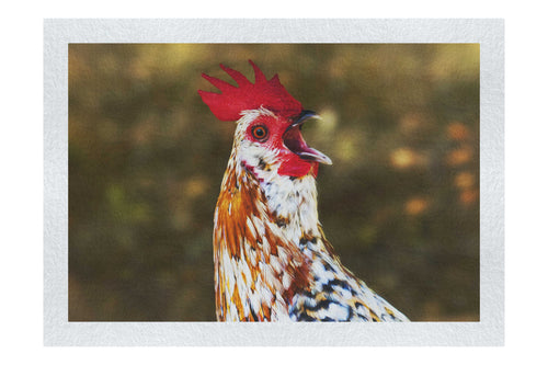Surprised Hen - Fine Art Print - Wildlife Category