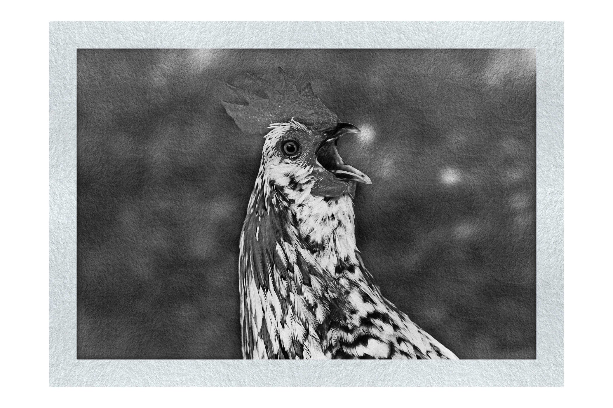 Surprised Hen - Monochrome Fine Art Print - Wildlife Category