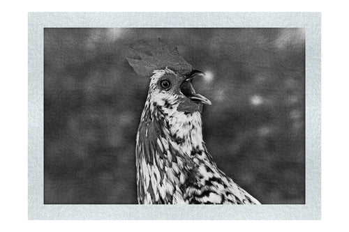 Surprised Hen - Monochrome Fine Art Print - Wildlife Category