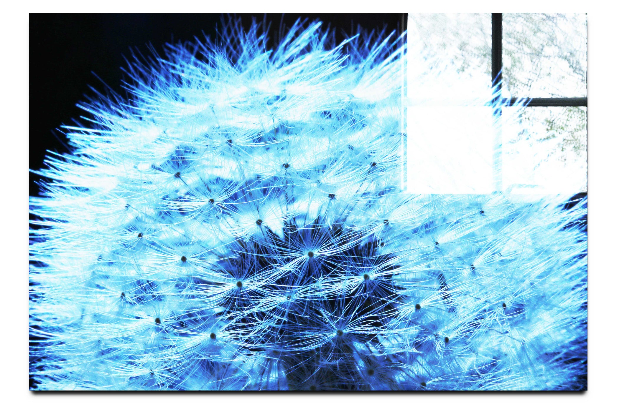 Blue Dandelion - Acrylic Print - Flowers & Plants Category